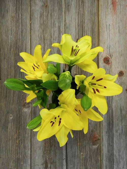 PAVIA YELLOW L.A. HYBRID LILIES